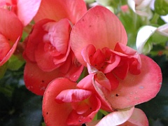 begonia13 (6)